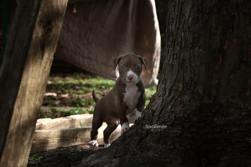 pup 5 at tree.jpg