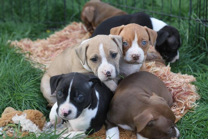 Puppy pile