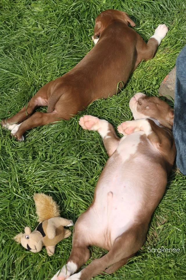 sleepy puppies.jpg