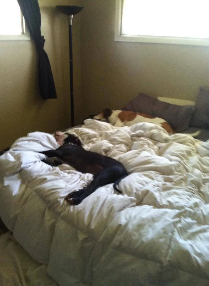Webster in forever home 1.jpg