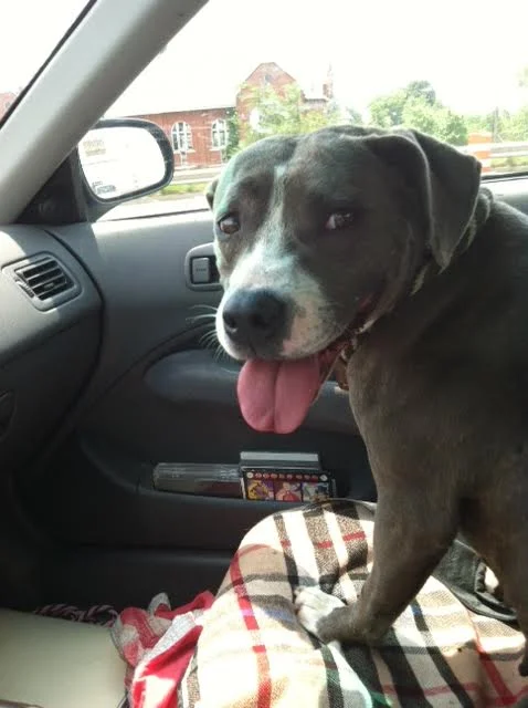 Freedom Ride