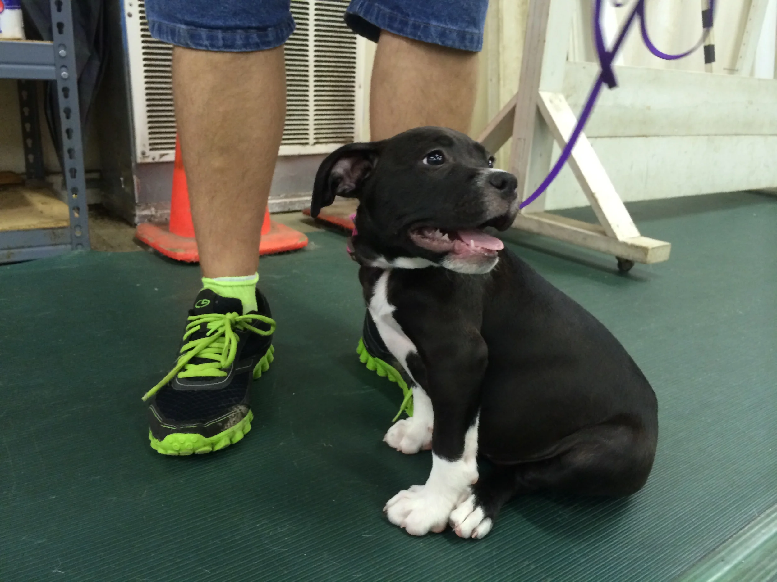  at her first adoption event 