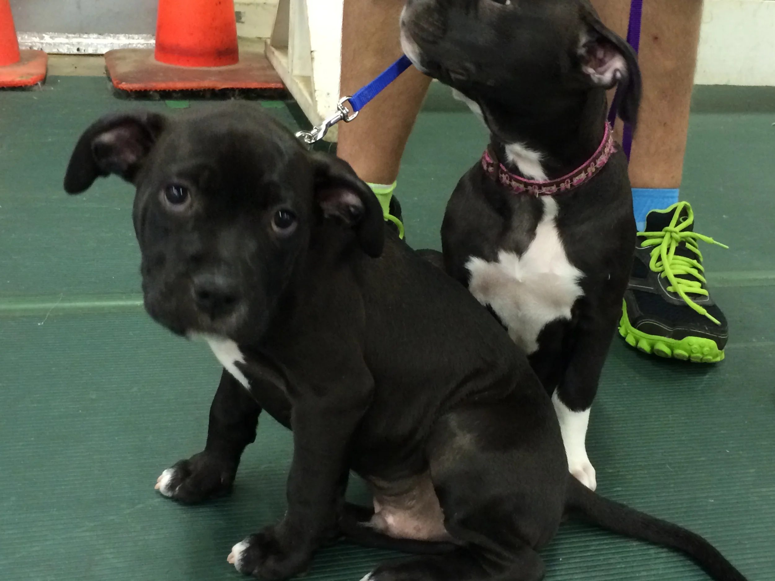  Gideon and Penelope 3 