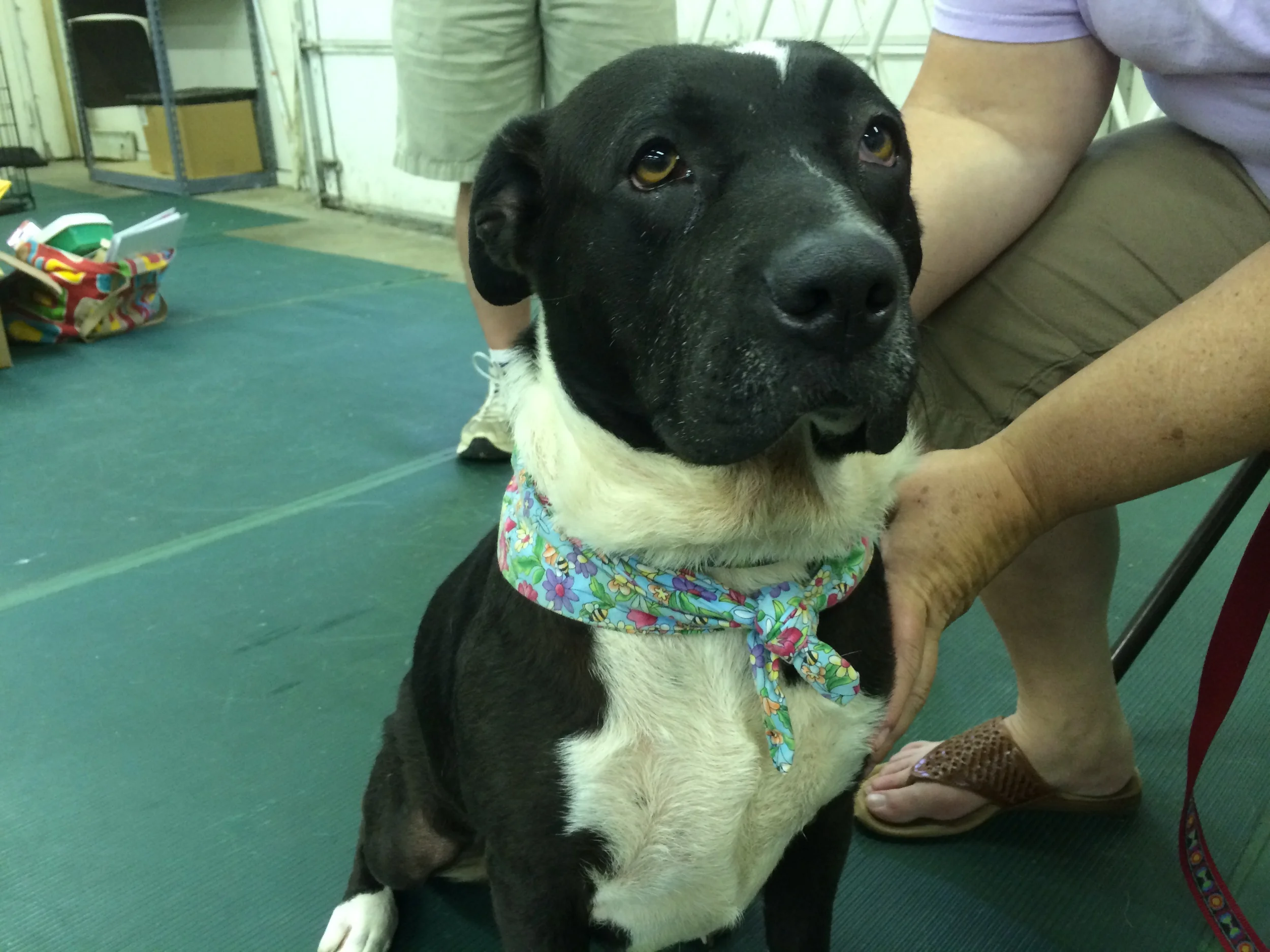 At Paws Stop adoption event 2