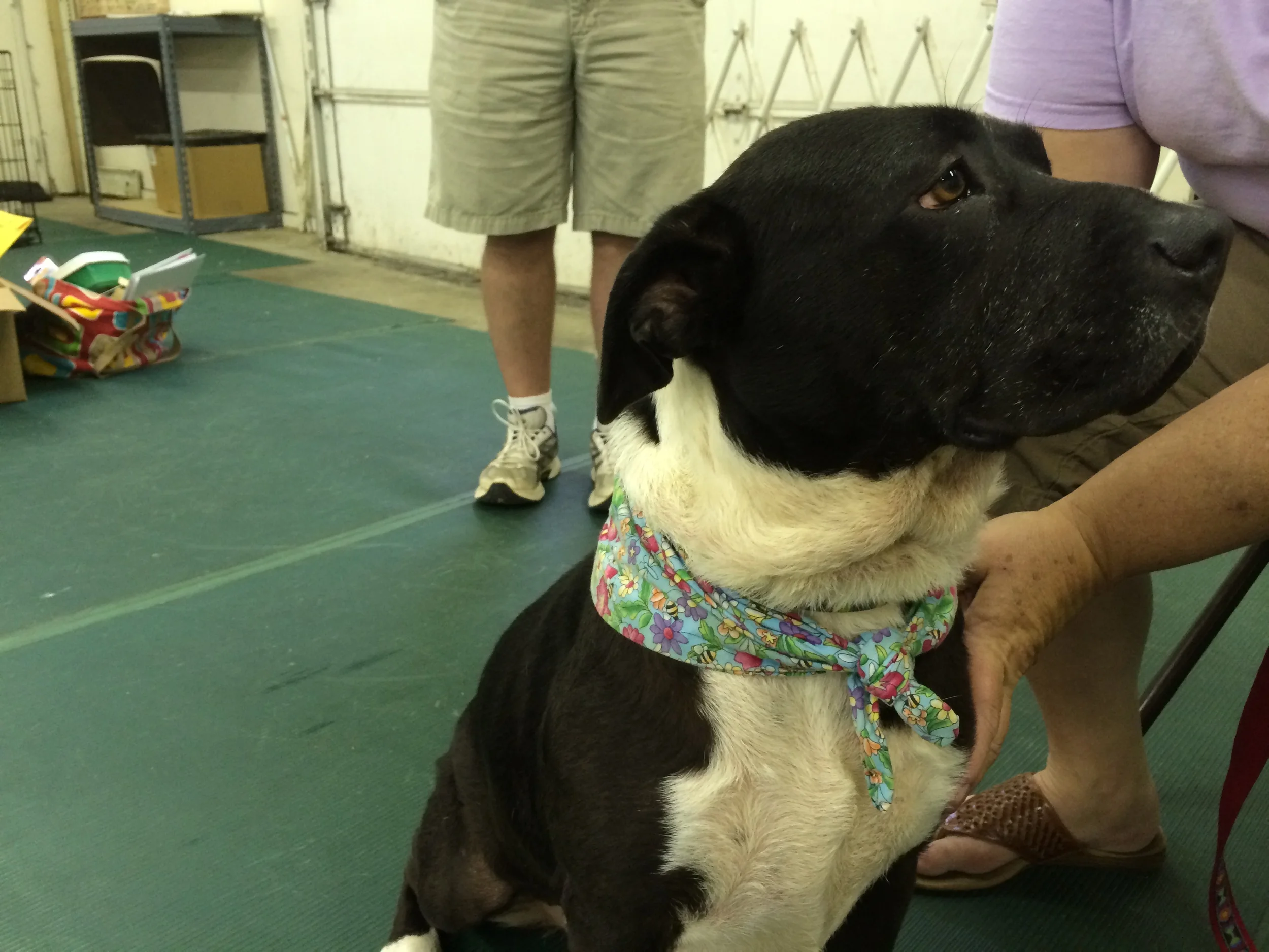 At Paws Stop adoption event 4