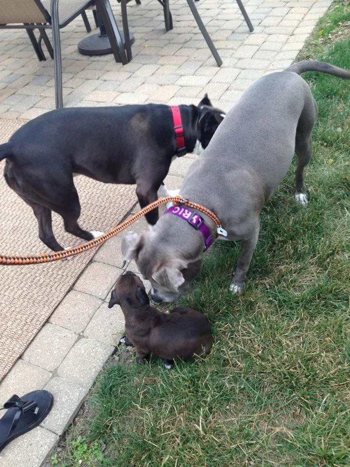 Tiny puppies