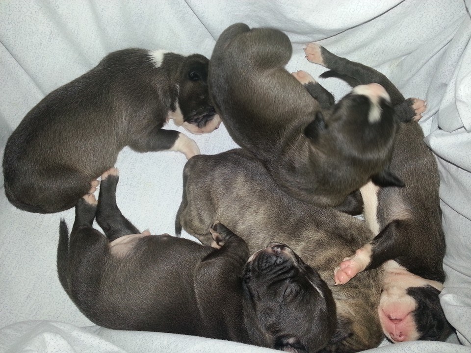 0807 puppy pile.jpg