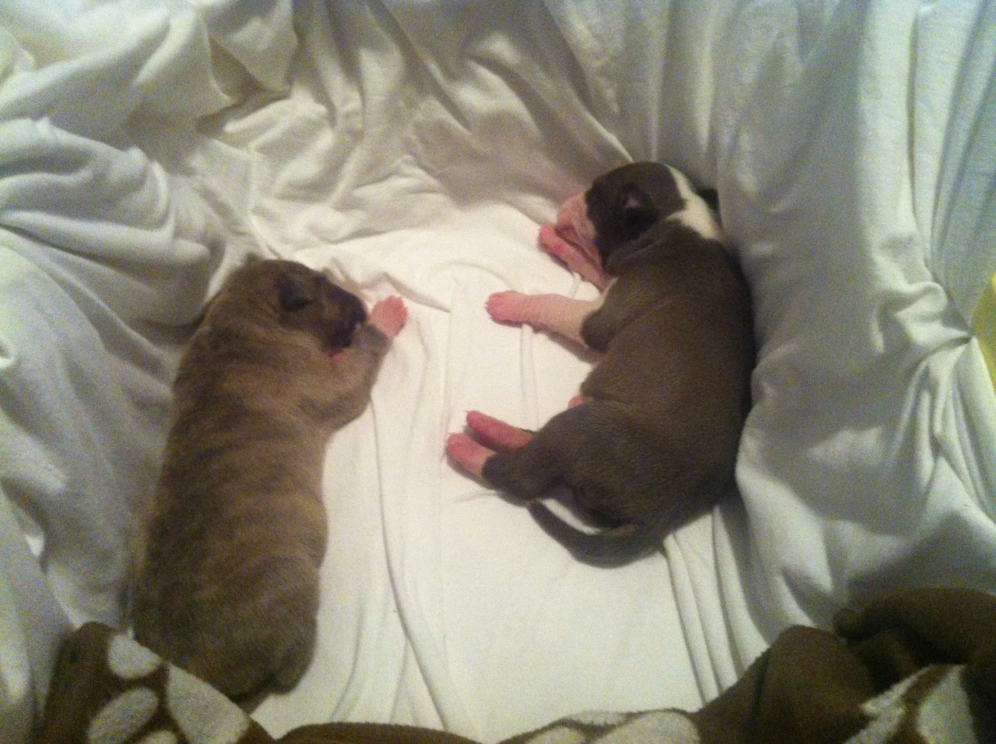Kali and Odis