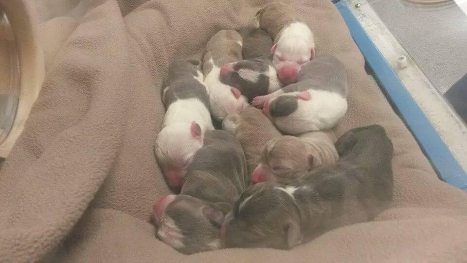 Incubator puppies
