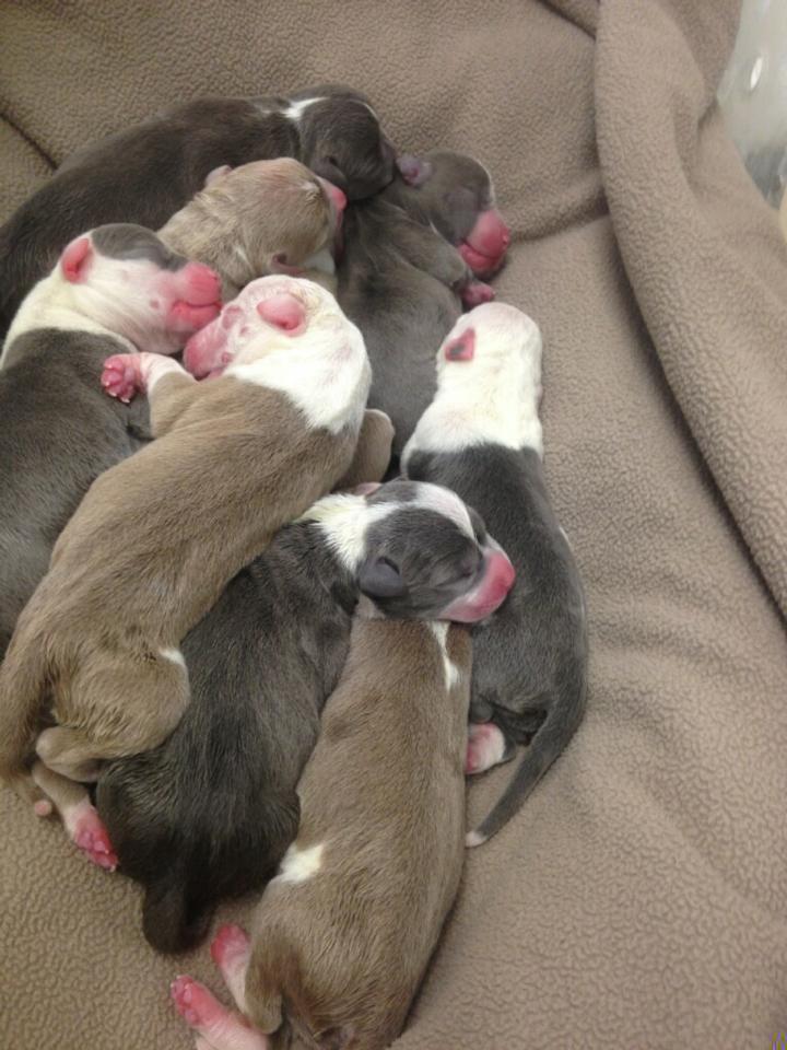 24 hour puppies