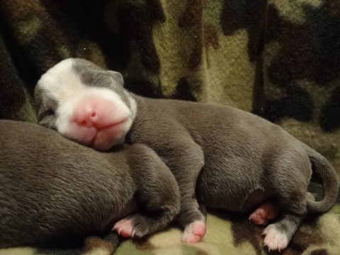 Venus sleeping.jpg