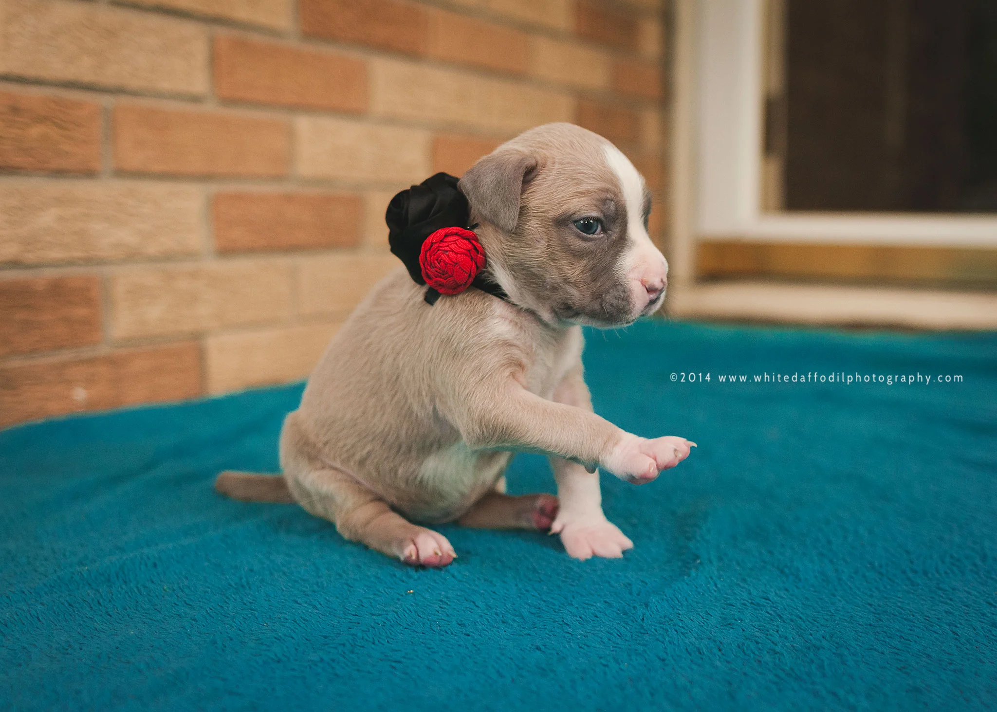 5 weeks