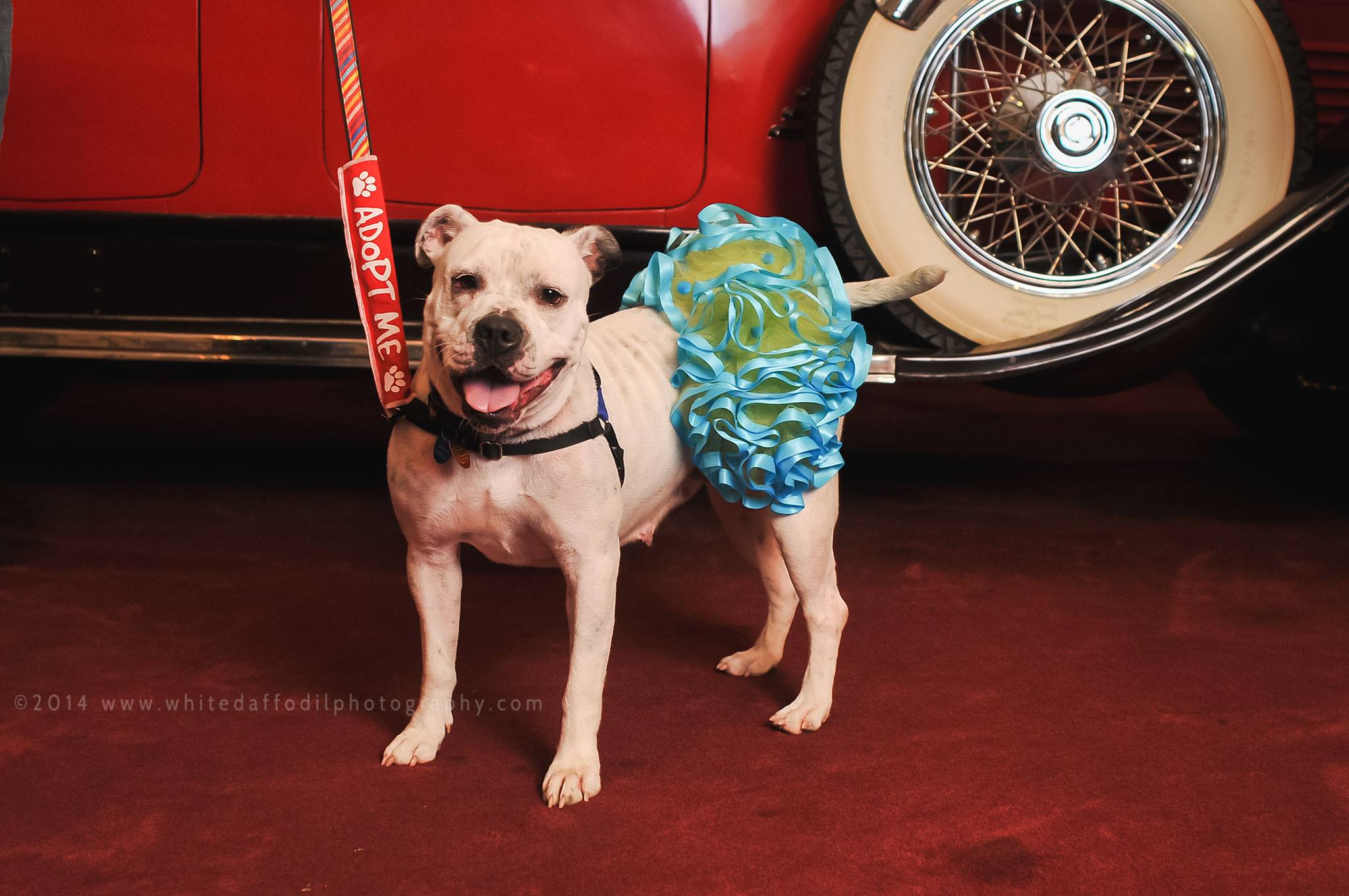 Ride to Rescue