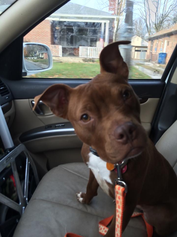 Car ride to Pet Expo