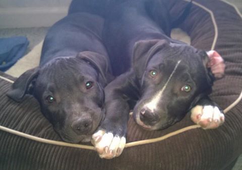 Brothers