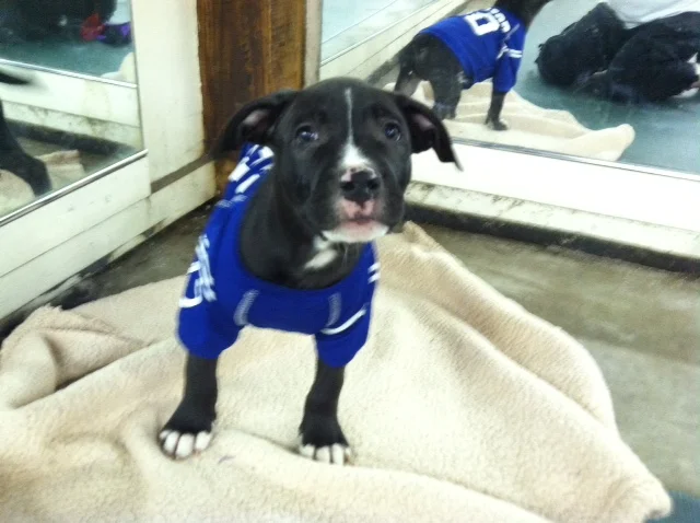 Go Colts!