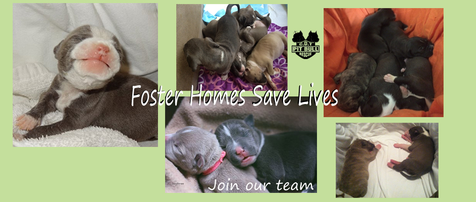 Foster Homes Save Lives