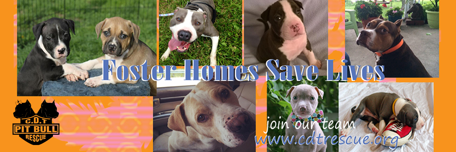 Foster homes save lives 2.jpg