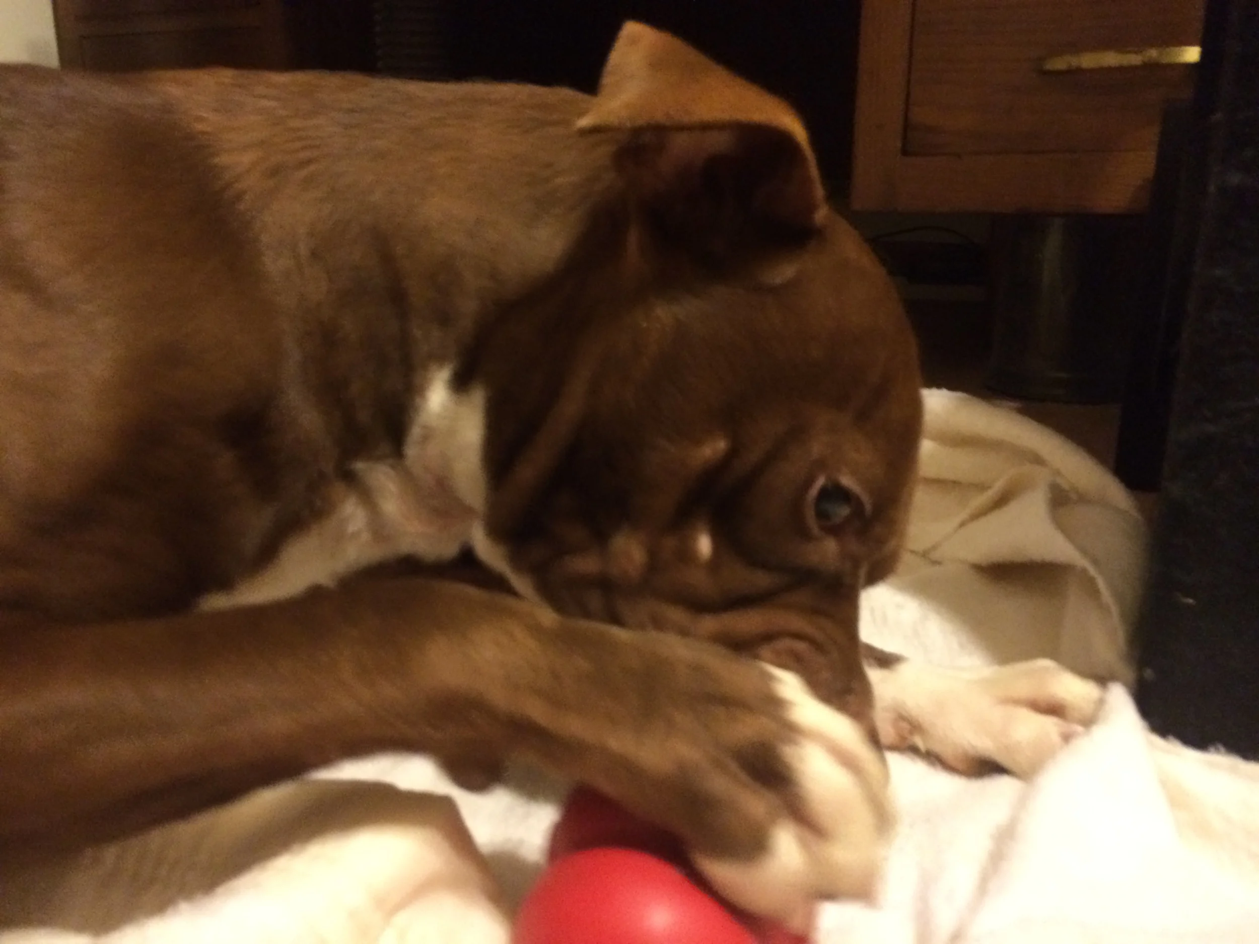 Oooh, I like Kong toys!