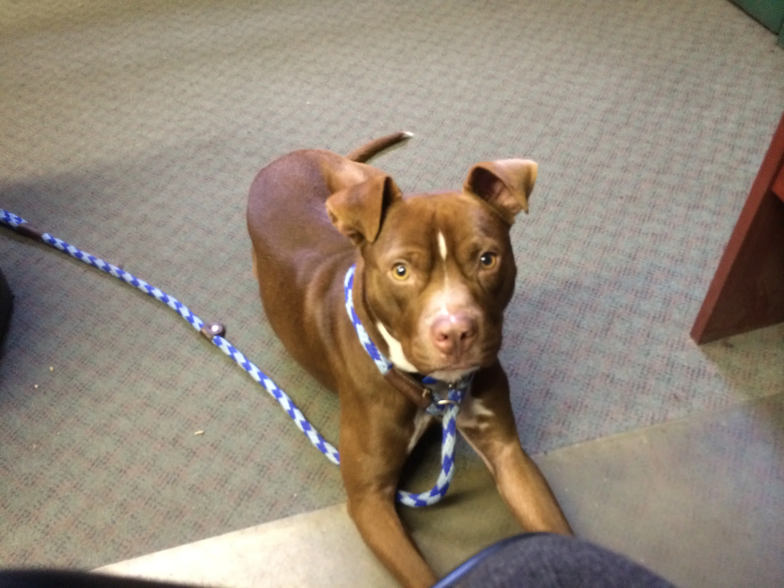 Take your foster dog to work days
