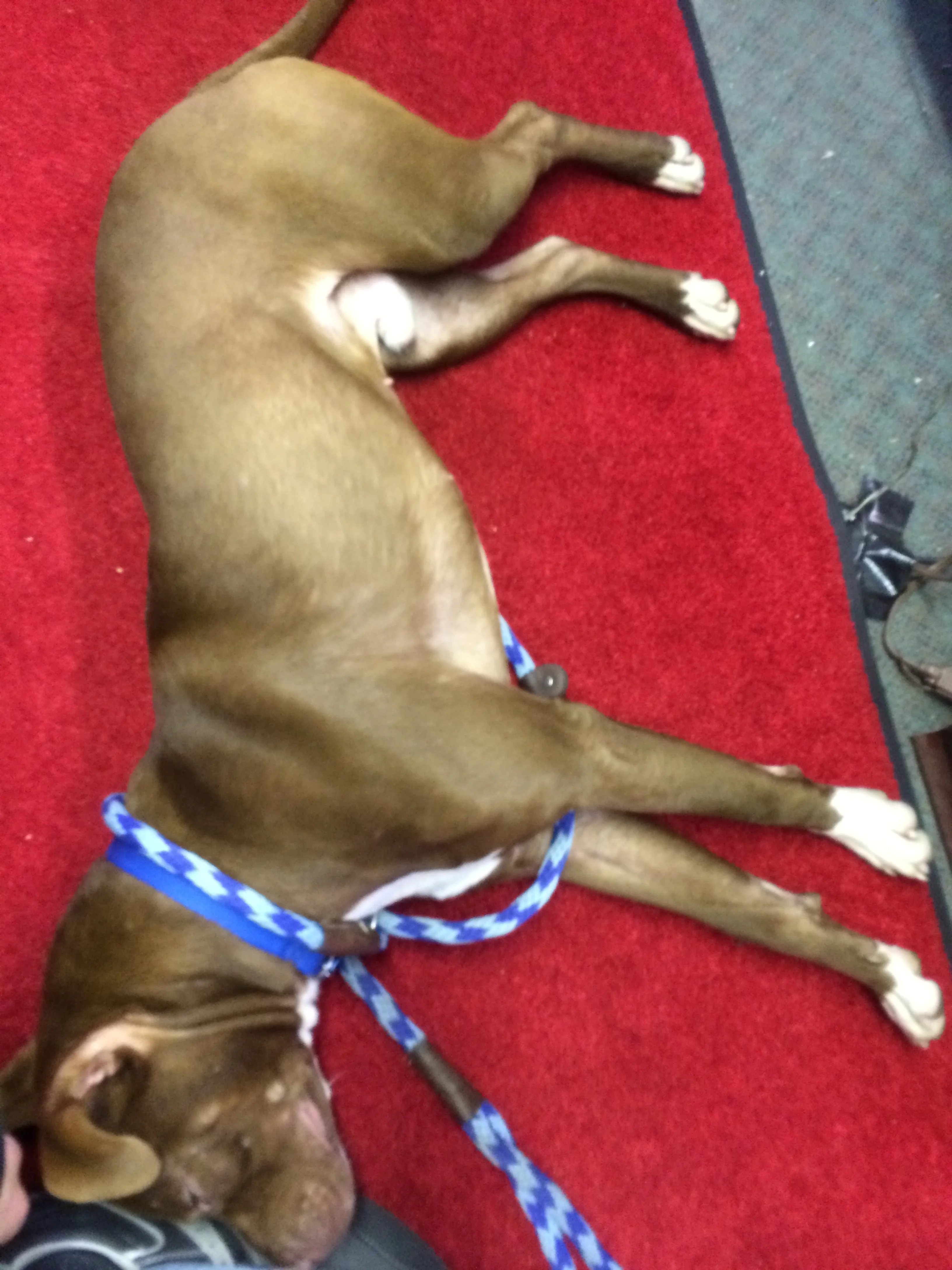 Meeting so many people is tiring.