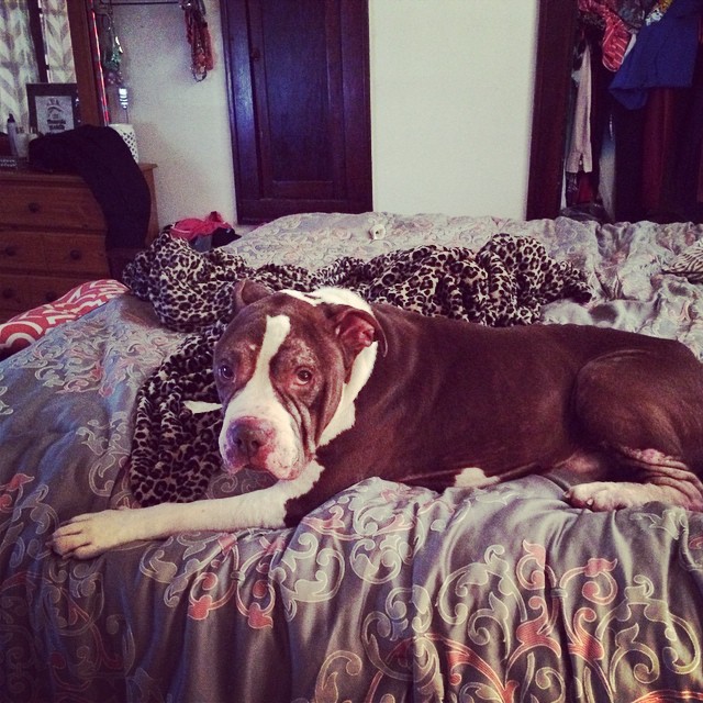 120814 Abe on bed.jpg