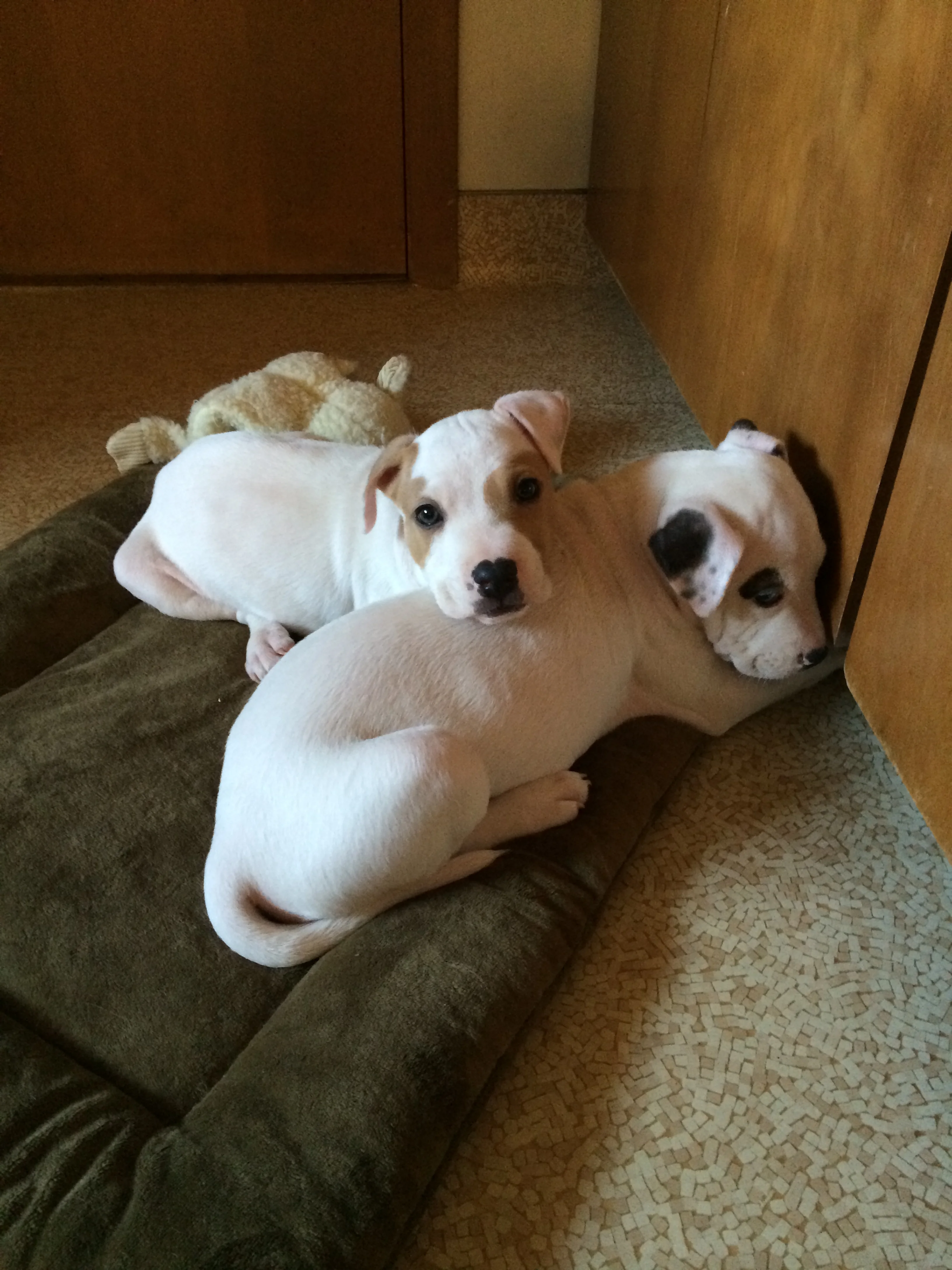 Bruno and Marcie.JPG