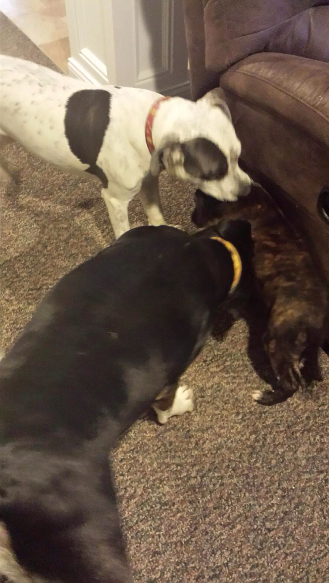 Foster home introduction