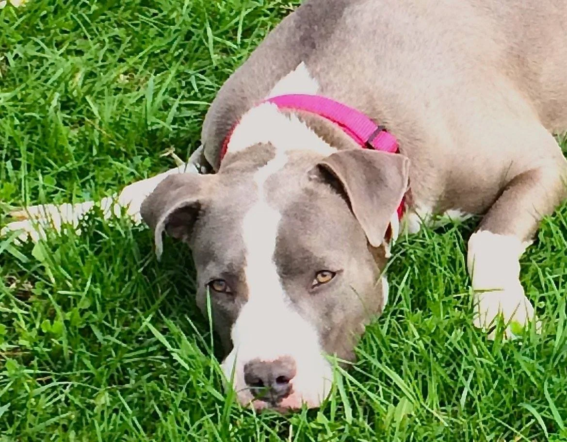 Lazy gal in the grass.jpg