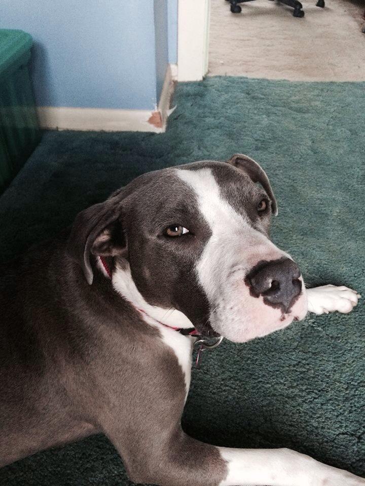 Post spay.jpg
