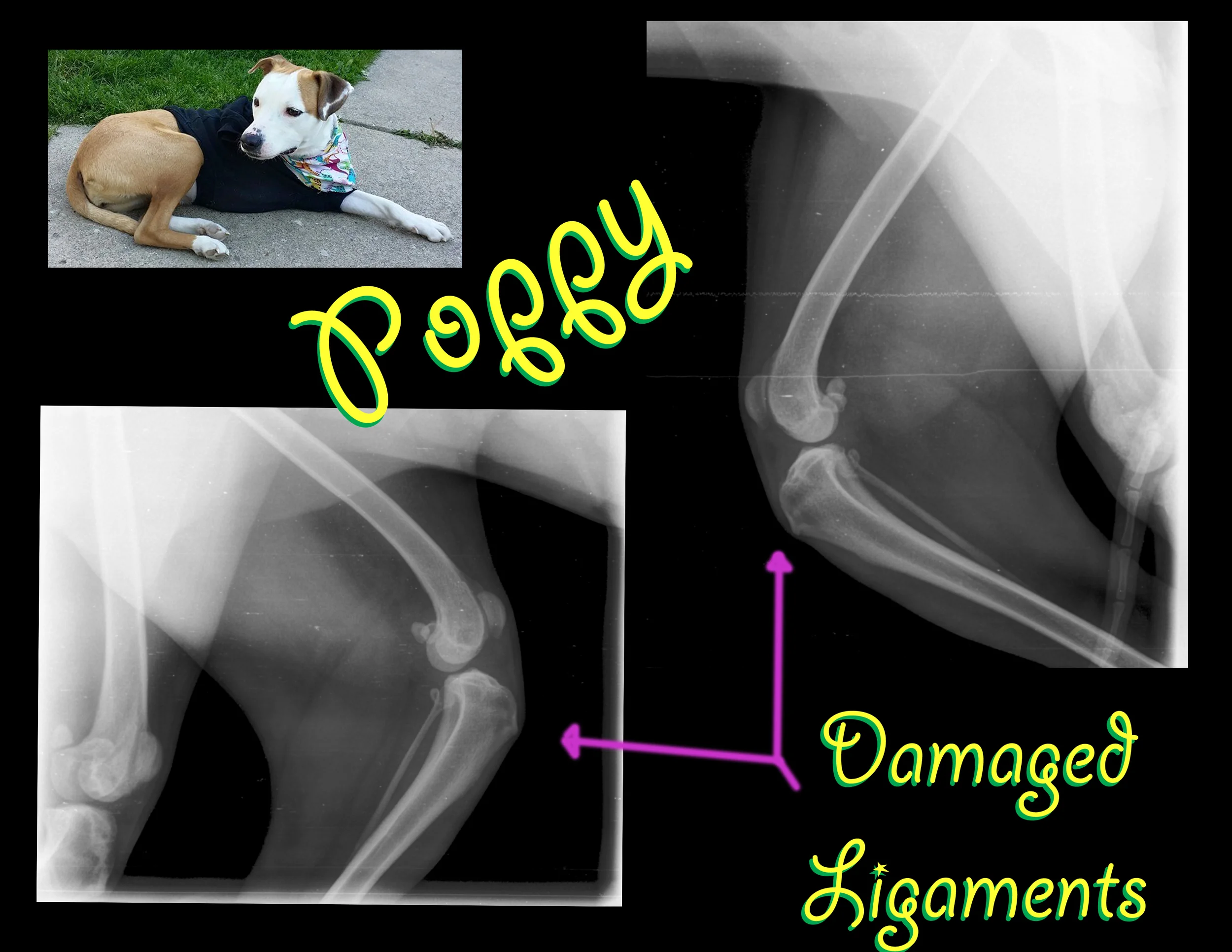 Poppy's x-rays
