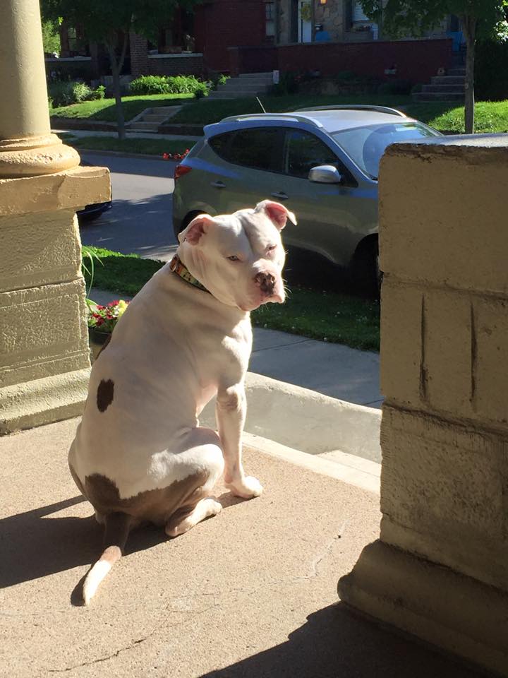 Lenny's watching the neighborhood 052315_1.jpg