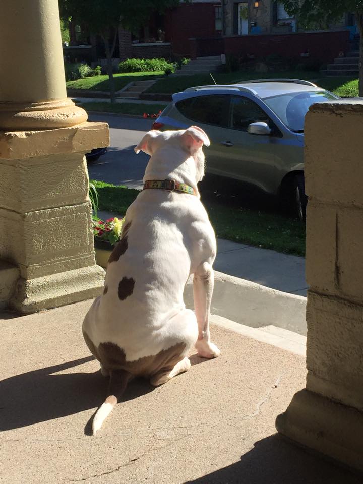 Lenny's watching the neighborhood 052315_3.jpg