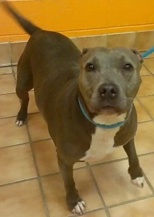 Isis at the shelter