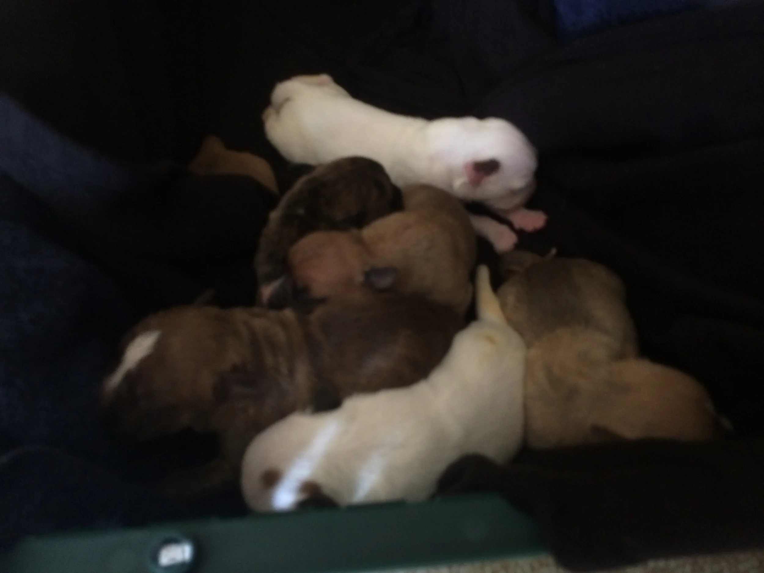 One week old
