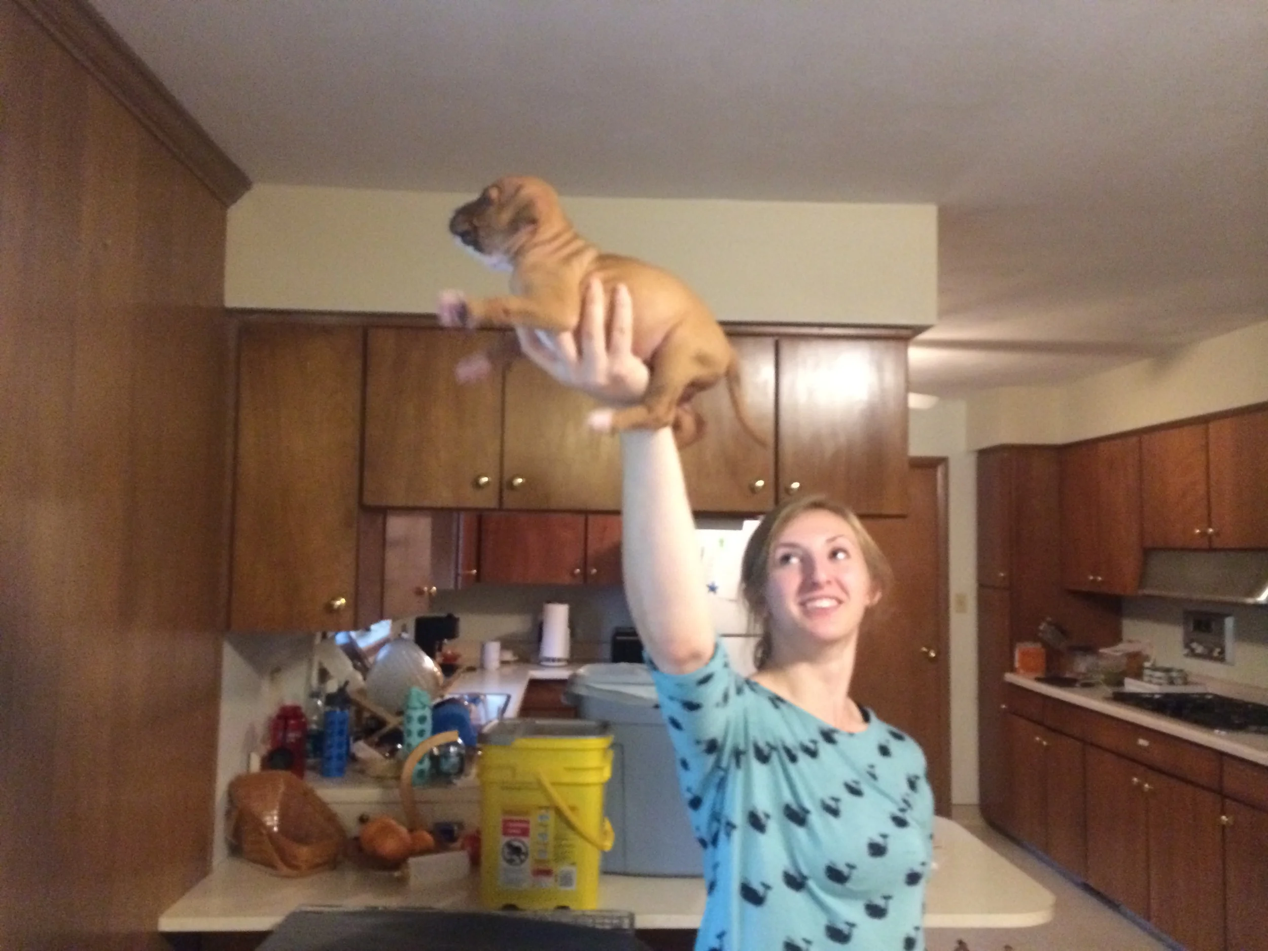 Puppy socialization