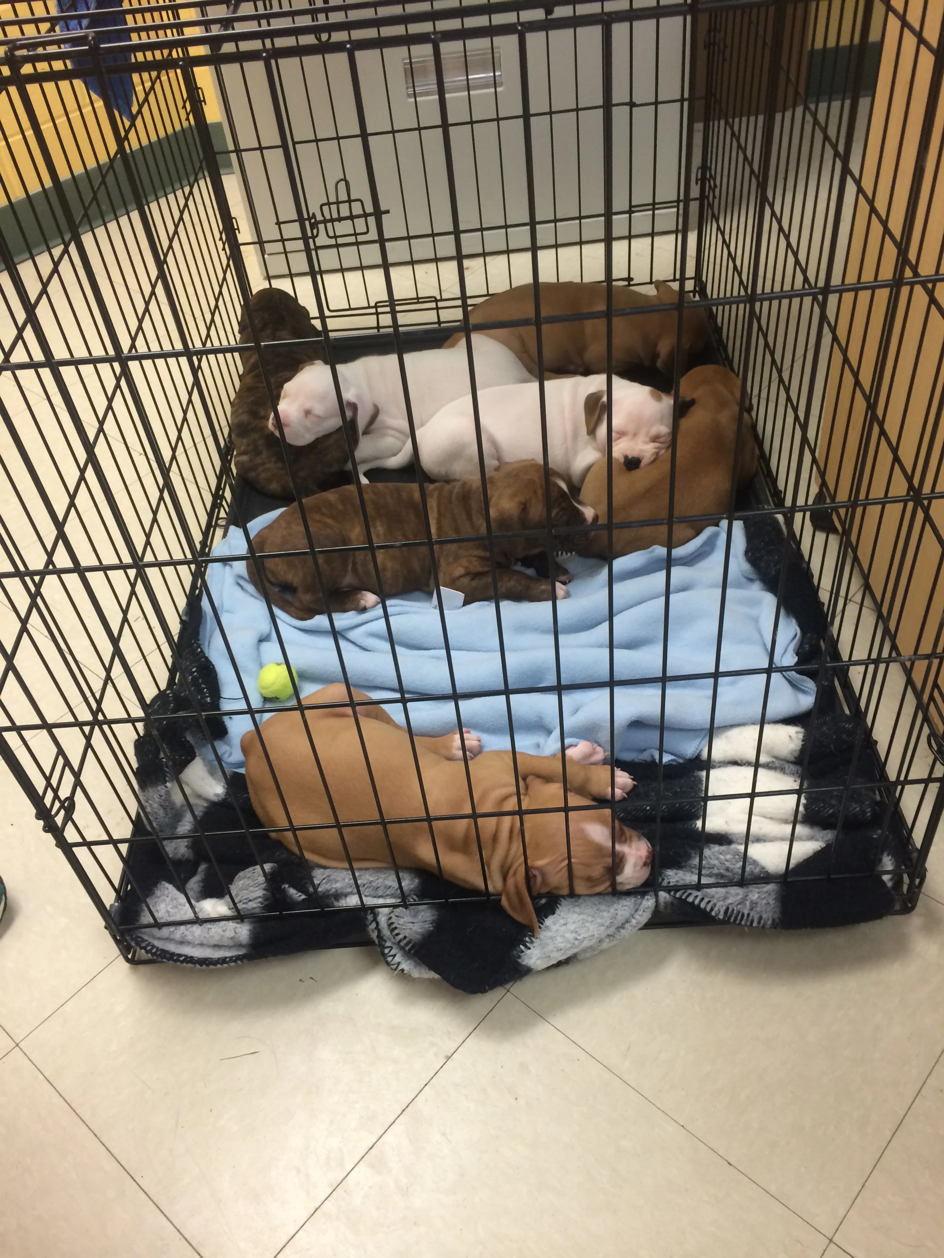 Ah, all puppies are asleep