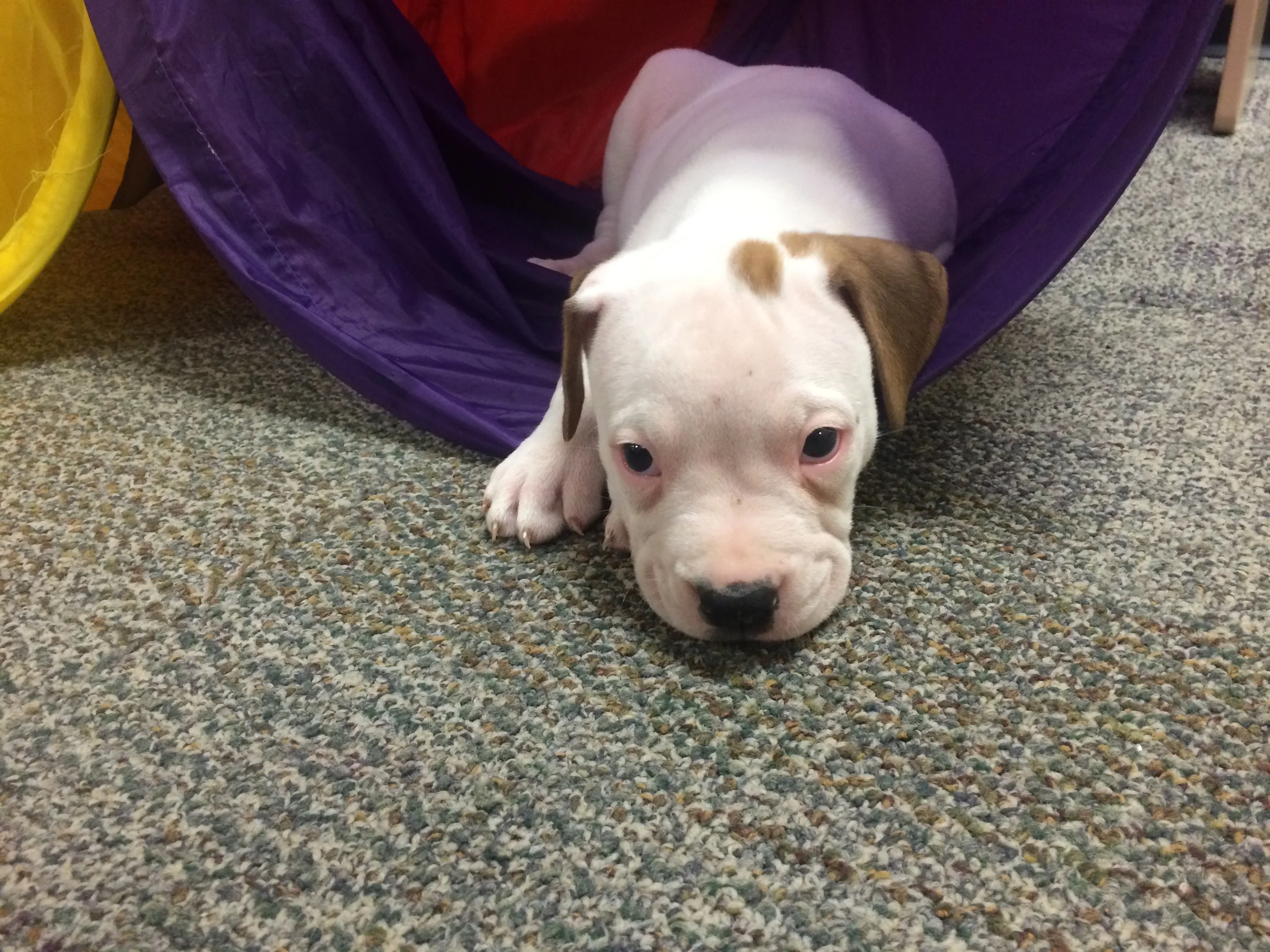Winston