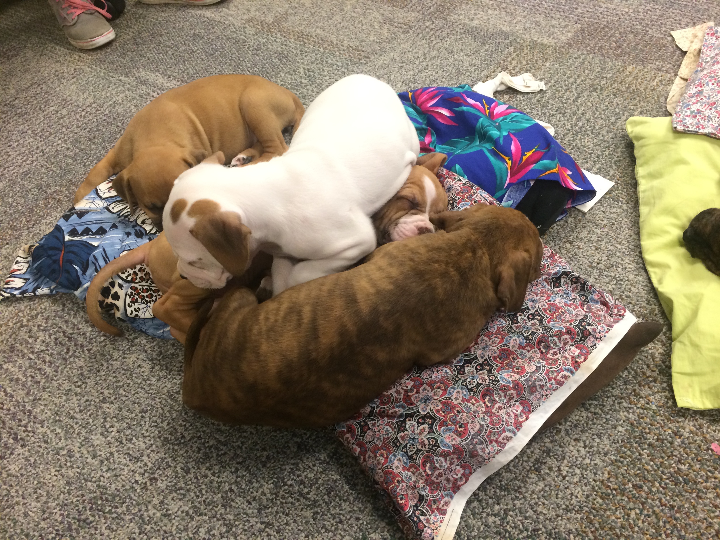 Back to sleep in a puppy pile