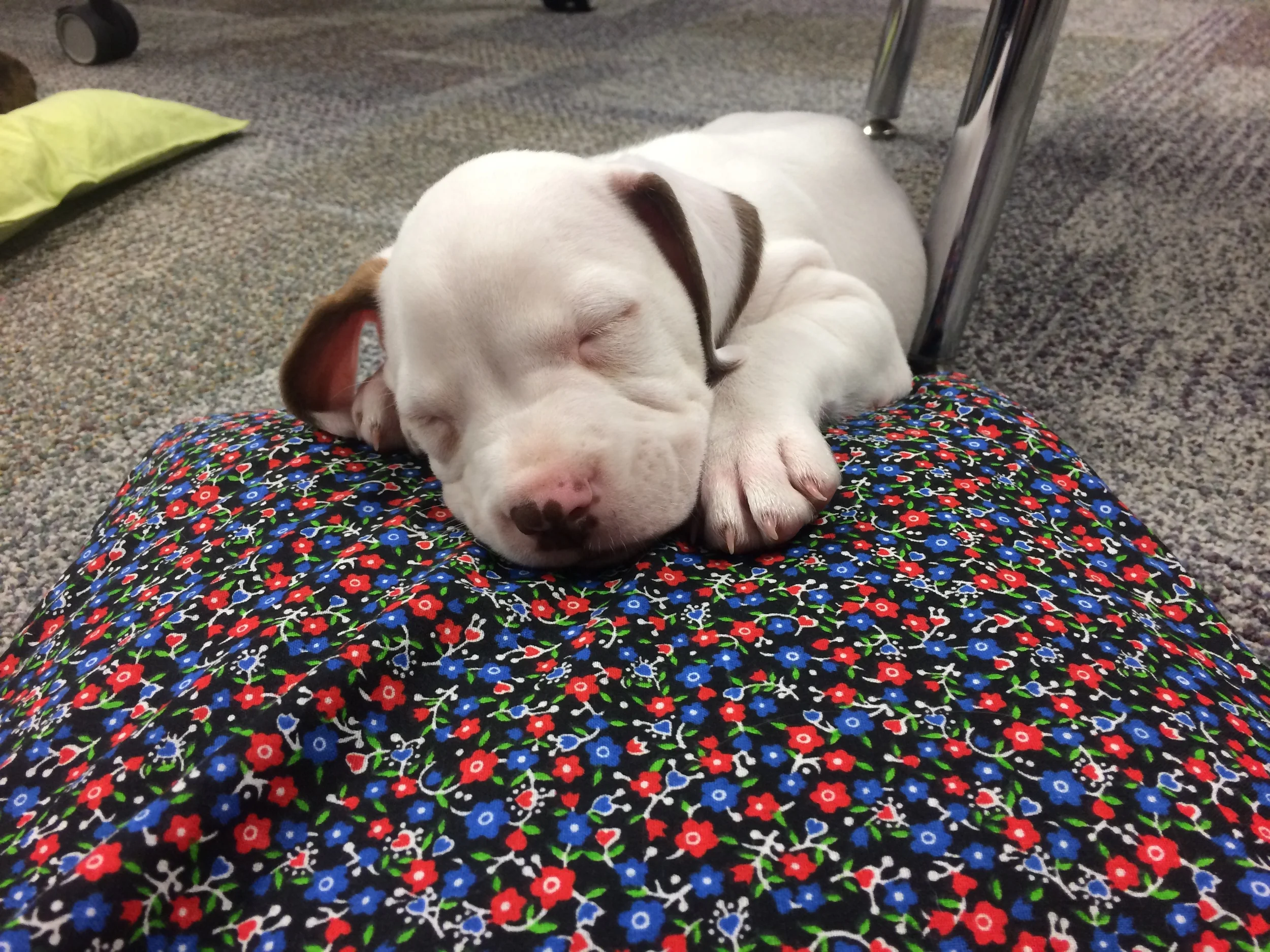 Winston