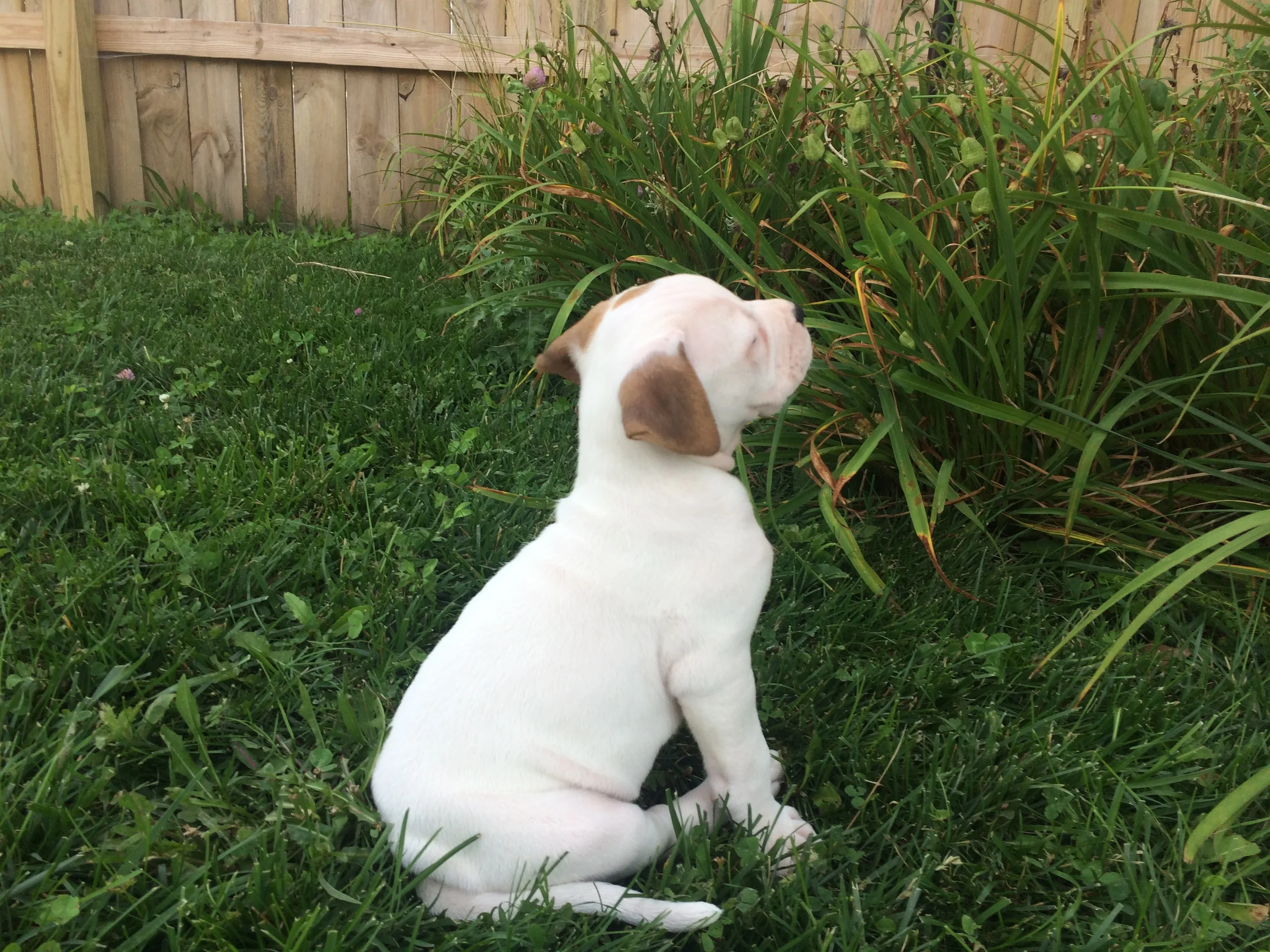 Winston
