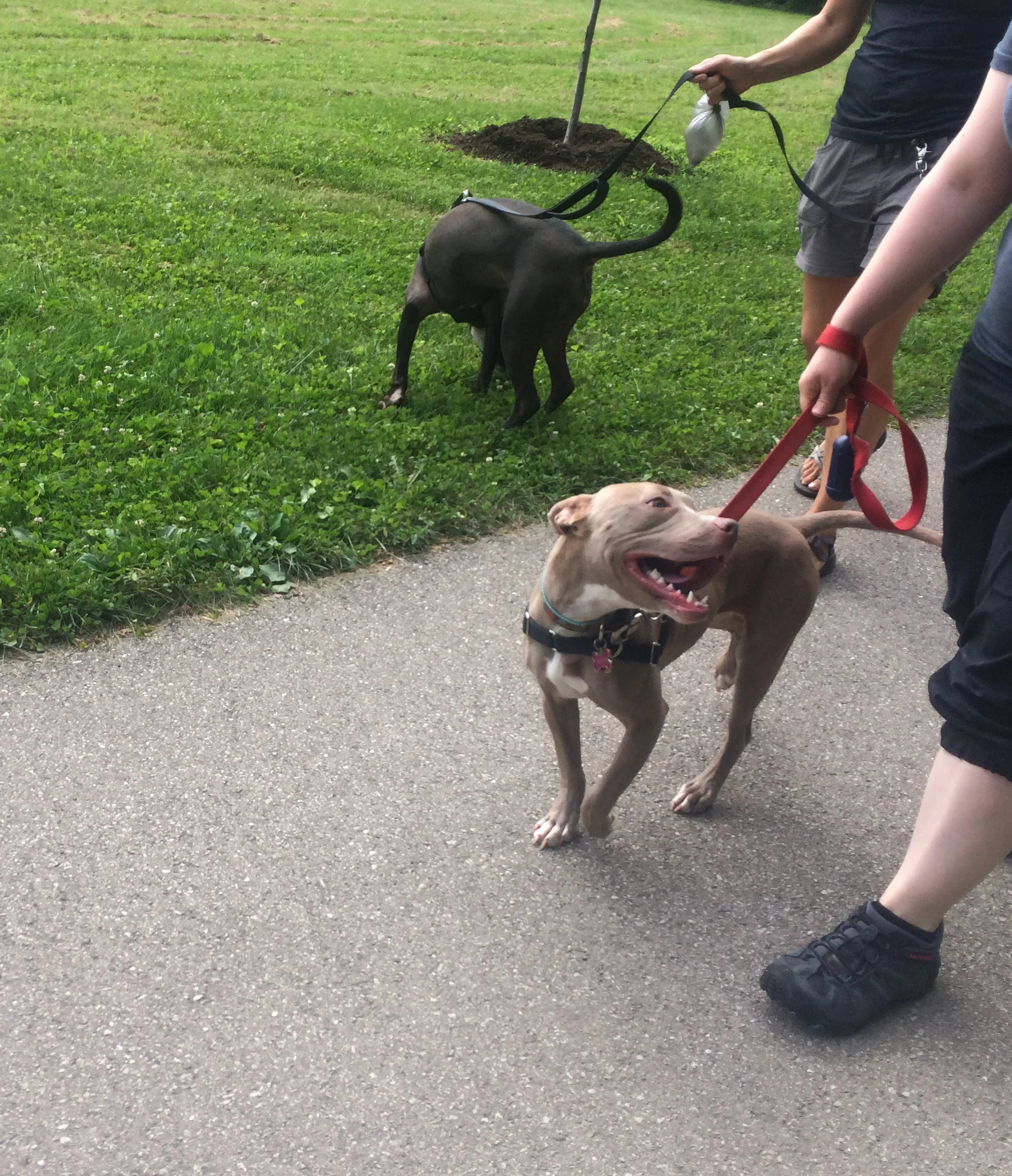 Pack walk