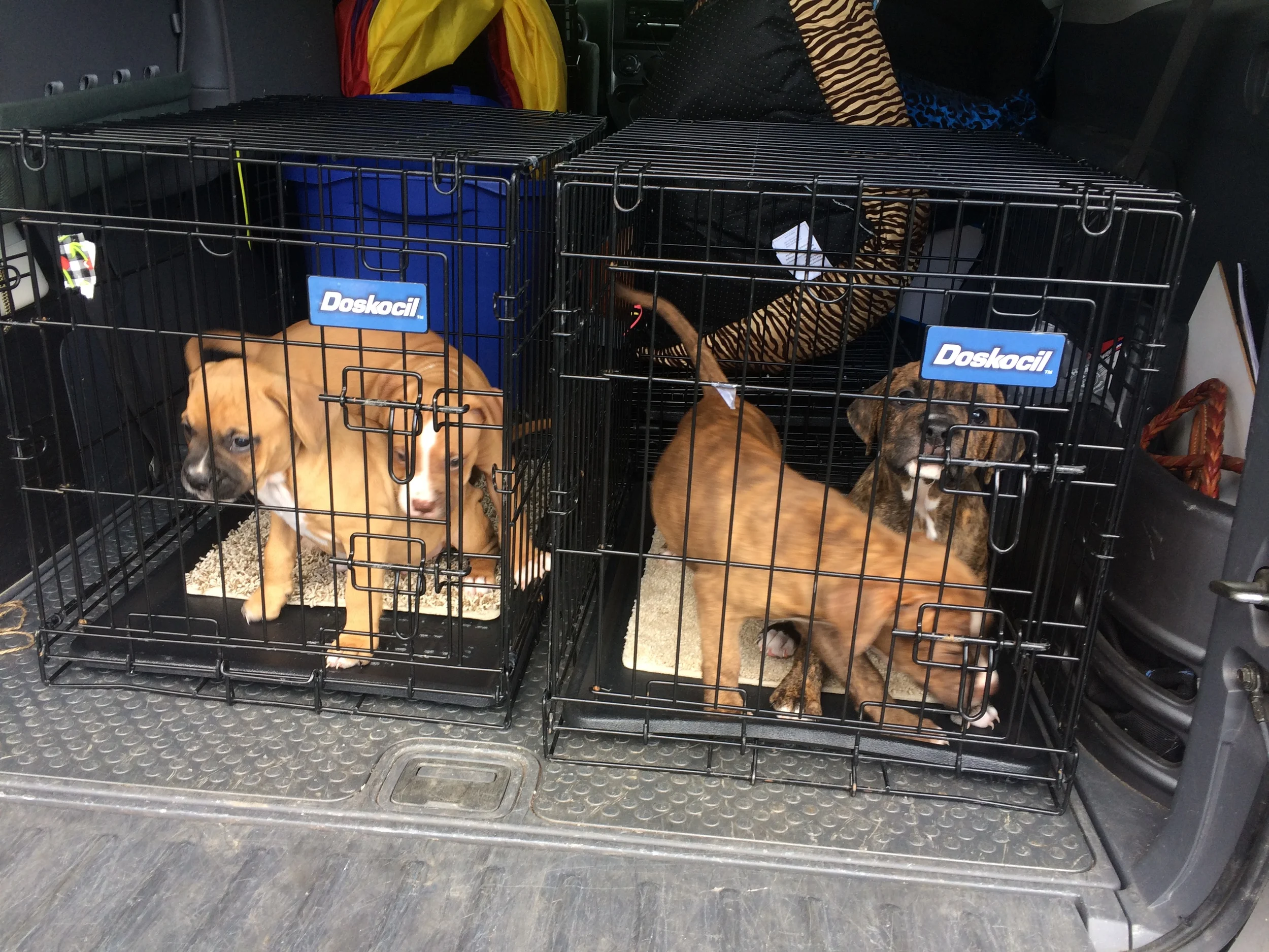 Teak, Roly, Bea and Monroe