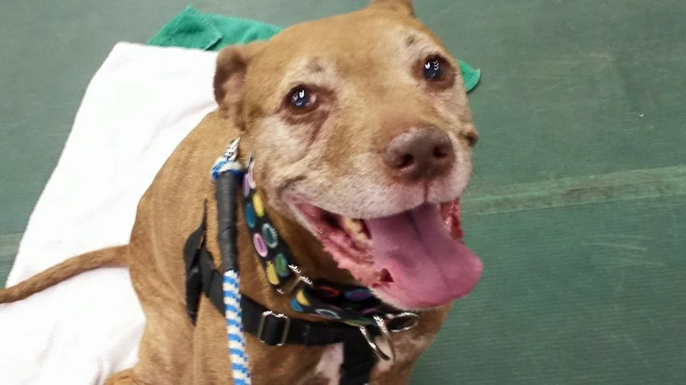 Paws Stop event pix.JPG