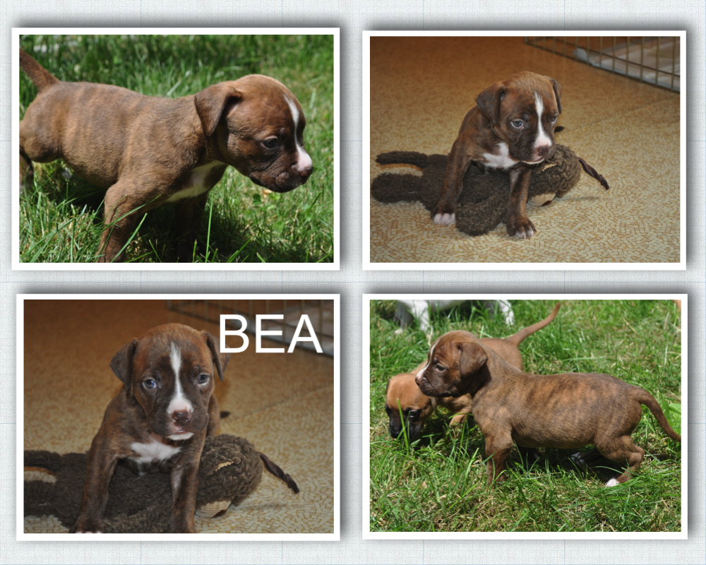 BEA.jpg