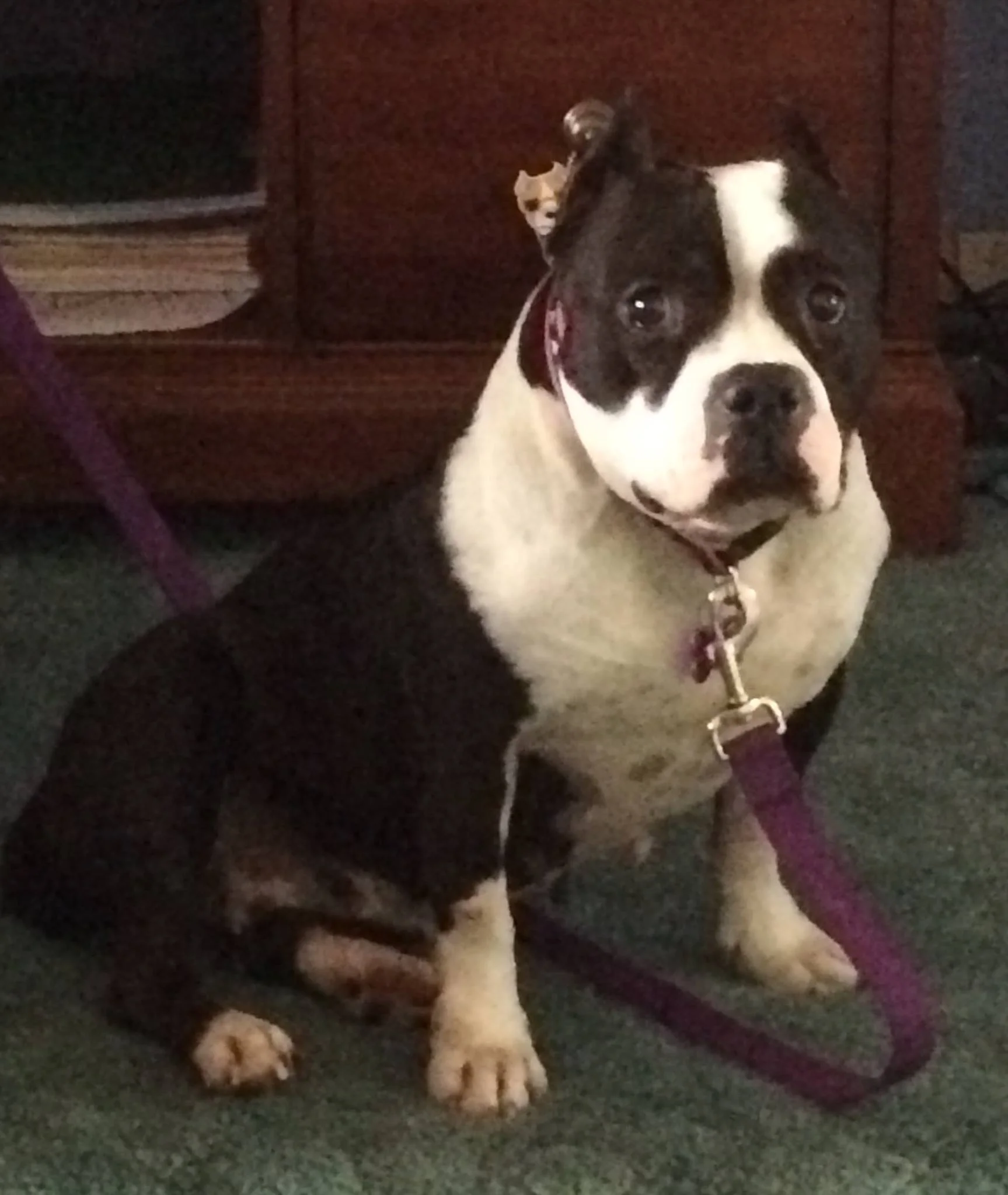 June Bug looks like Hellen Kellers dog.jpg