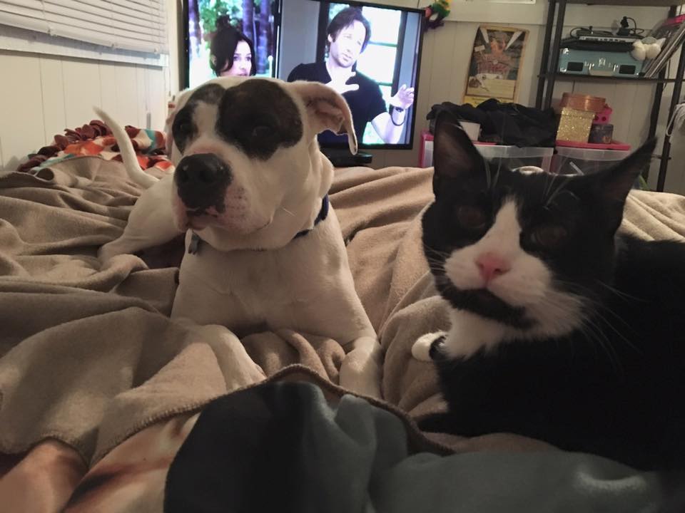 Bandit in forever home.jpg