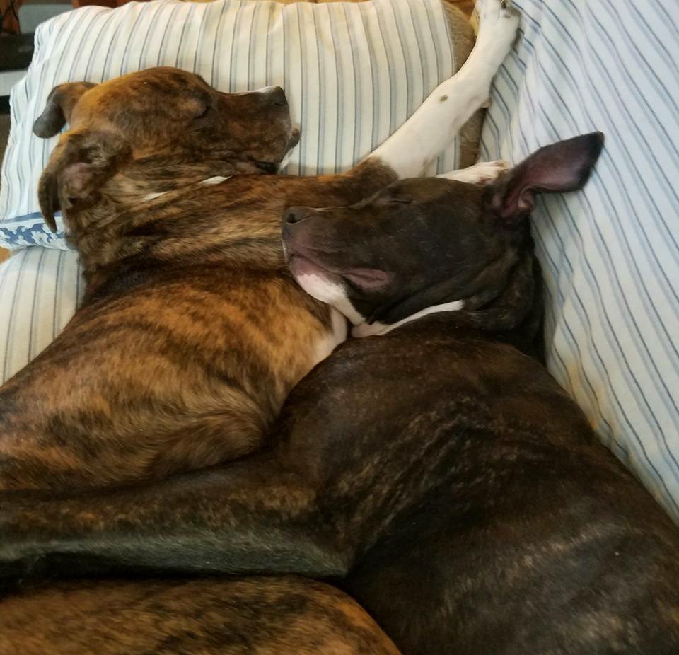 Brewster & Carter snuggling