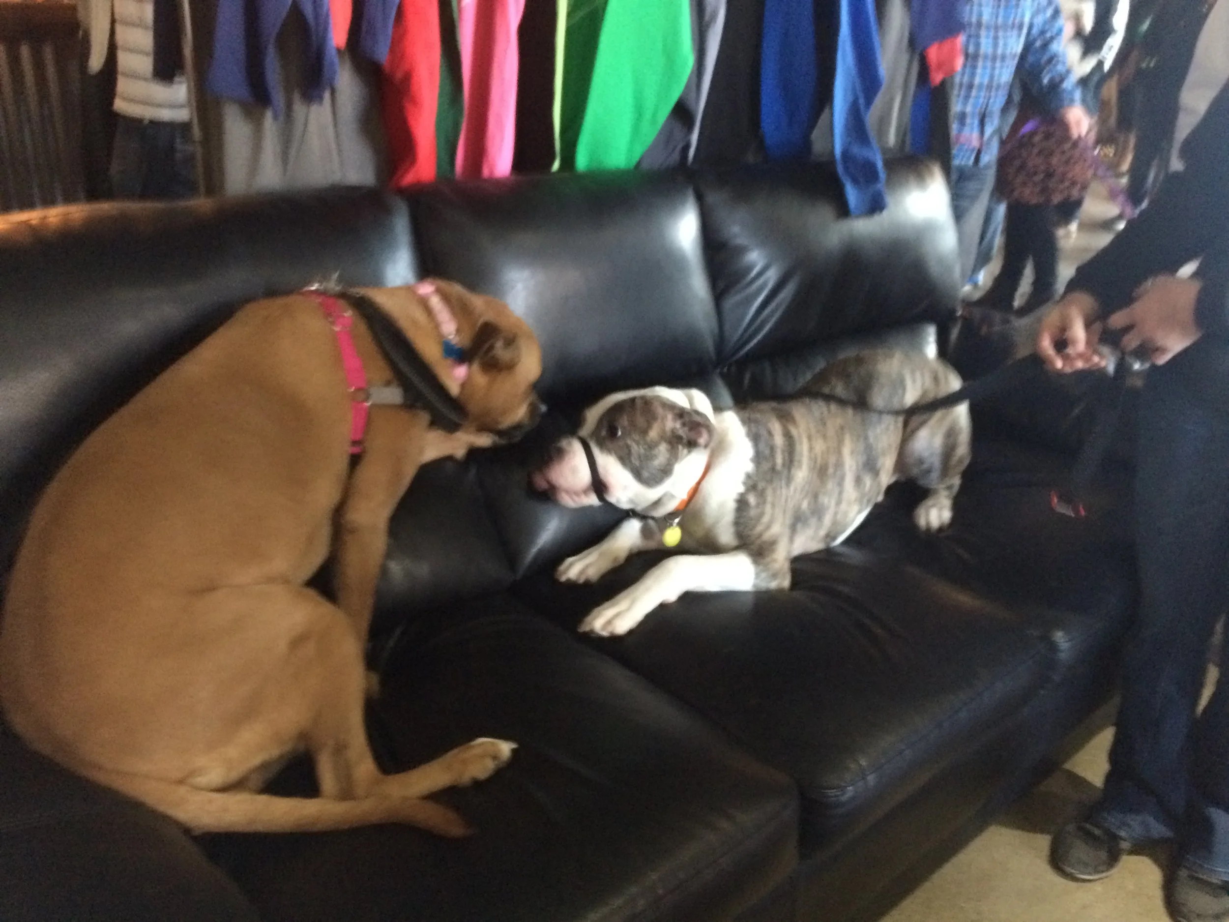 Alumni Zelda and Cash playing on the couch
