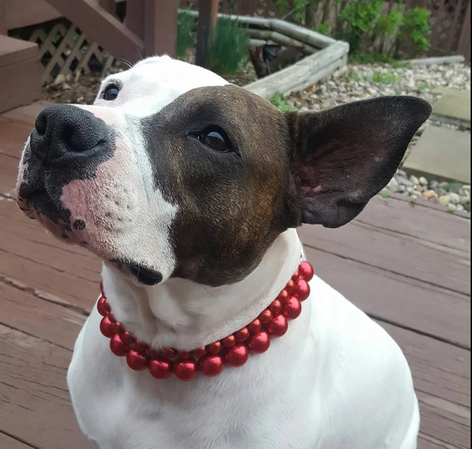 Ruby new collar 040717.jpg